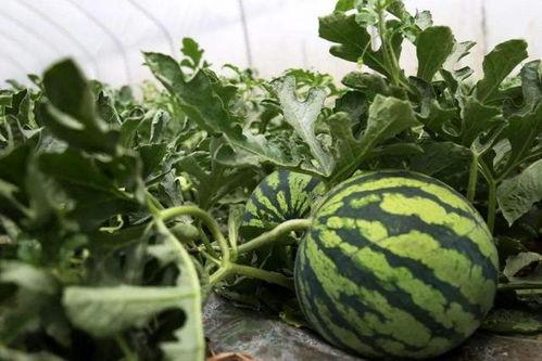 吃瓜老墨,揭秘娱乐圈背后的那些事儿