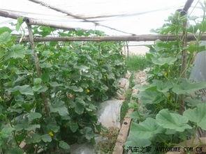 回归大自然吃瓜,一场与自然的亲密邂逅