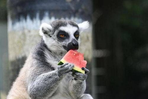 中国吃瓜动物,揭秘网络时代的“吃瓜群众”现象