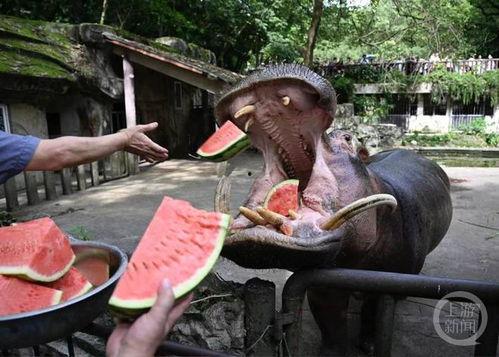 中国吃瓜动物,揭秘网络时代的“吃瓜群众”现象