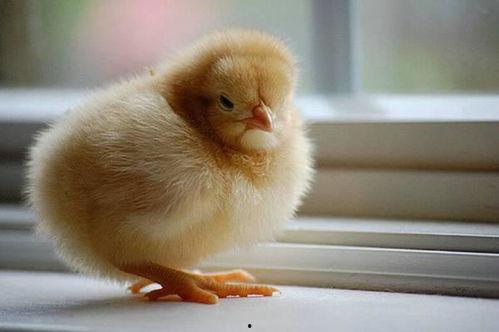 小鸡怎么吃老瓜,意外吃掉老瓜的奇妙故事