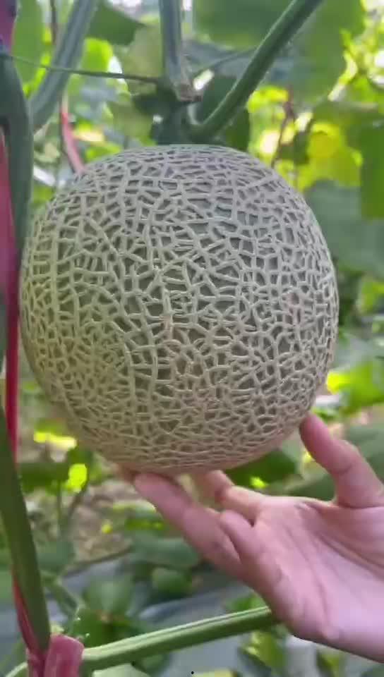 首页玲珑有瓜吃,揭秘首页美食背后的故事