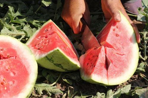 伴溪小院吃瓜,瓜香四溢，共享夏日清凉时光