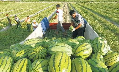 烟台疫情吃瓜图片,烟台疫情吃瓜图背后的社会现象解析