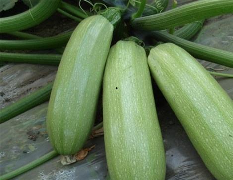 吃西红瓜上火吗,揭秘上火之谜