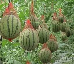 苏州吃瓜事件起因