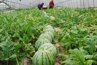 阜阳海伦司吃瓜,一场引发热议的美食狂欢