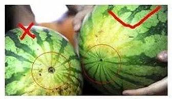 阜阳海伦司吃瓜,一场引发热议的美食狂欢