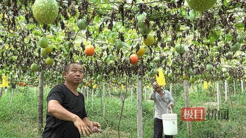 恩施来凤吃瓜事件,一场网络热议背后的真相探寻