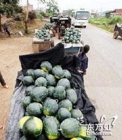 恩施来凤吃瓜事件,一场网络热议背后的真相探寻