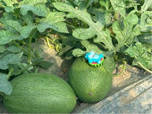 保持吃瓜,揭秘吃瓜群众的快乐与烦恼