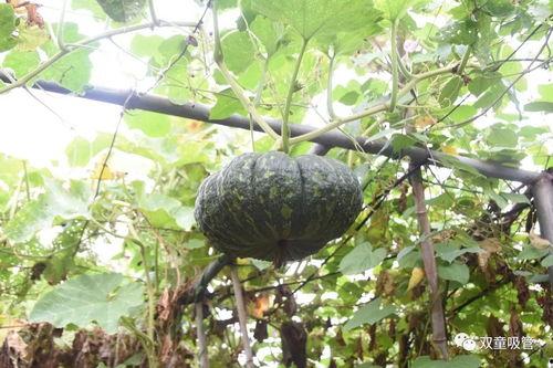 黄岩澄园吃瓜,黄岩澄园的夏日美味之旅