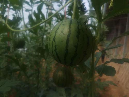 黄岩澄园吃瓜,黄岩澄园的夏日美味之旅