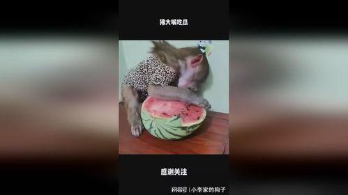 吃瓜大嘴小号,网络舆论场中的“瓜王”传奇