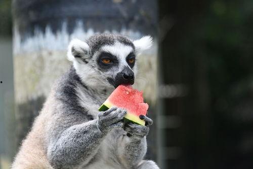 吃瓜的兽,揭秘瓜果世界的奇妙之旅