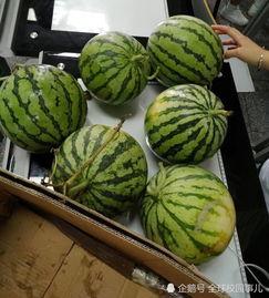 吃学校里的瓜,揭秘学校里的那些“瓜”