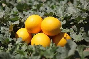 民勤蜜瓜节吃瓜比赛视频,瓜王争霸，甜蜜狂欢盛宴