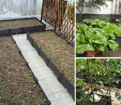 梦见在楼顶吃瓜,揭秘梦境中的悠闲时光