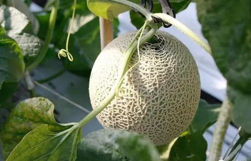 土豪式吃瓜,揭秘土豪式吃瓜的独特魅力