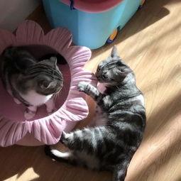 猫吃瓜萝卜,瓜萝卜大餐，萌宠新宠儿