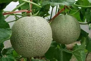 吃网纹瓜会变黑吗,网纹瓜食用后皮肤变黑真相揭秘