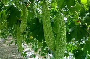 立秋吃三瓜不吃哪三瓜呢,吃三瓜养生，避开哪三瓜？揭秘秋季饮食宜忌