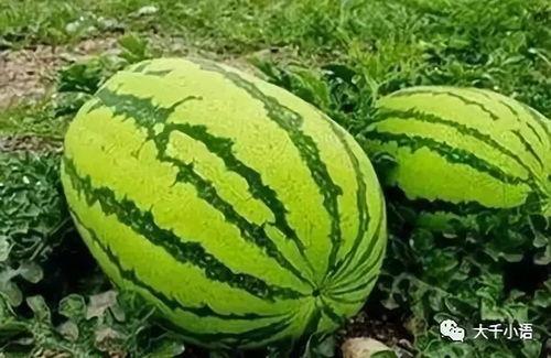 在哪可以吃瓜,哪里可以畅享美味瓜果盛宴