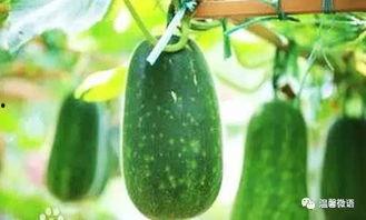 吃瓜不如不吃瓜下一句,吃瓜不如静心生活