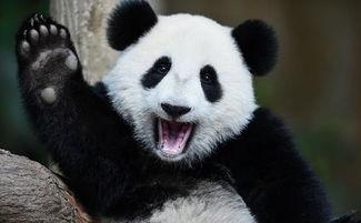 吃瓜说熊猫,揭秘国宝的悠闲生活