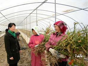 乡下聚集吃瓜事件,一场聚集吃瓜引发的乡村风云