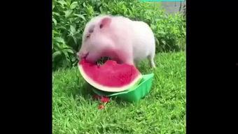 小猪吃瓜直播间,趣味横生的直播盛宴