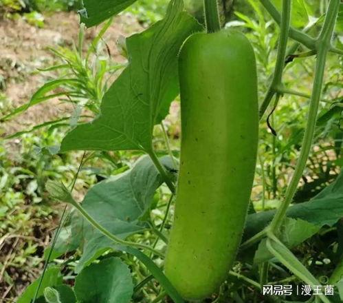 老瓠子瓜怎么吃,家常美味新体验