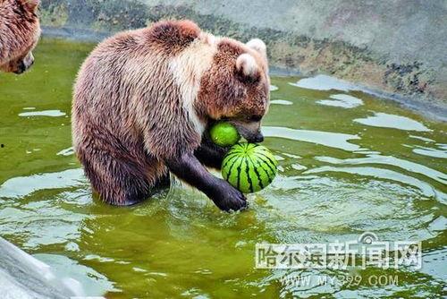 动物集体吃瓜,动物世界里的集体“瓜果盛宴”