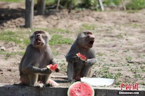 动物集体吃瓜,动物世界里的集体“瓜果盛宴”