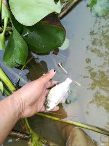 东江钓鱼通宵吃瓜,通宵吃瓜乐无边