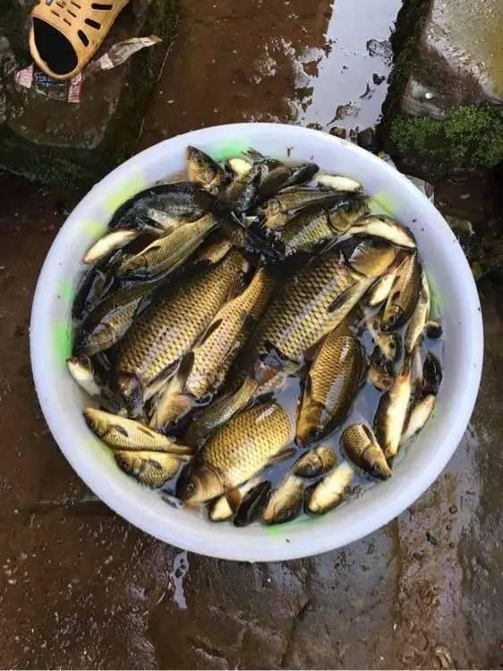 东江钓鱼通宵吃瓜,通宵吃瓜乐无边