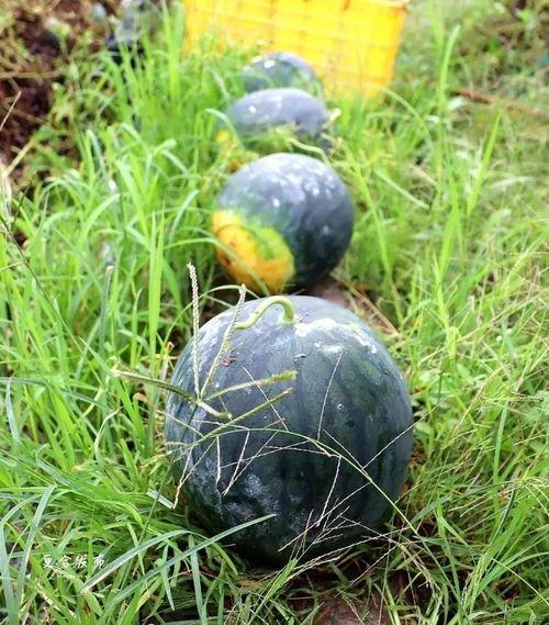 吴川本地吃瓜,本地吃瓜文化一探究竟