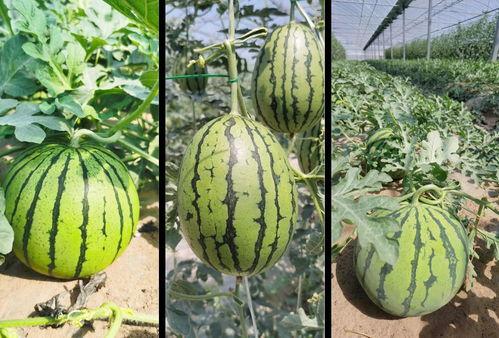 武陟吃瓜事件详情