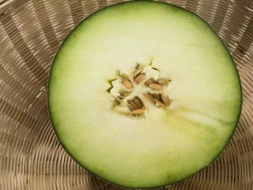 米粒吃蜜瓜,甜蜜滋味尽享其中