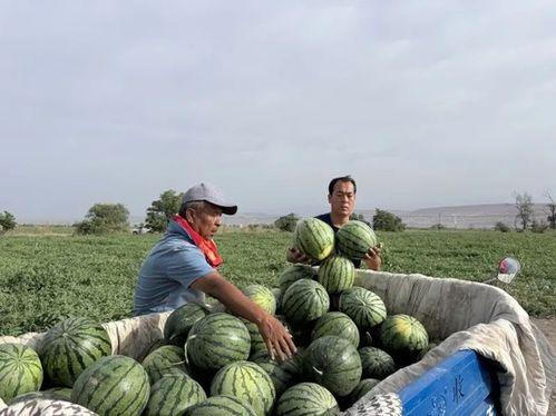 西河吃瓜,揭秘娱乐圈幕后故事