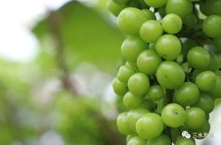 西河吃瓜,揭秘娱乐圈幕后故事