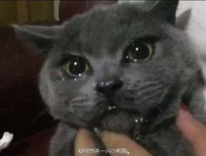 吃瓜的猫被打,一场意外的冲突引发的网络热议