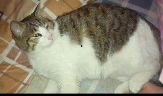 吃瓜的猫被打,一场意外的冲突引发的网络热议