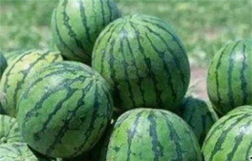 只有吃瓜的甜,一场味蕾的奇妙之旅