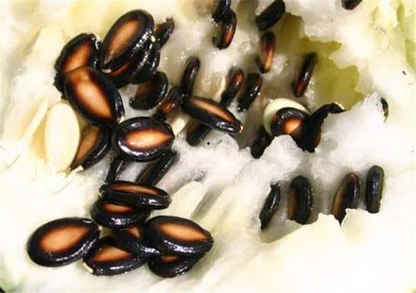 我感冒了吃籽瓜,感冒症状轻松缓解