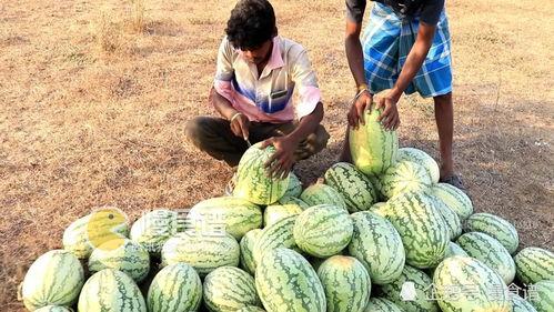 播放吃瓜的照片,捕捉夏日吃瓜瞬间