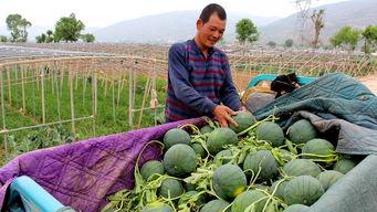 偃师顾县镇吃瓜