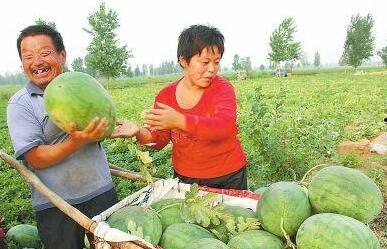 偃师顾县镇吃瓜