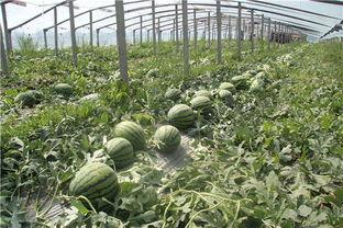 东大门吃瓜群众,吃瓜群众的美食盛宴