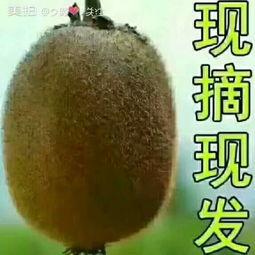 可以加微信吃瓜吗,加微信吃瓜背后的真相与风险